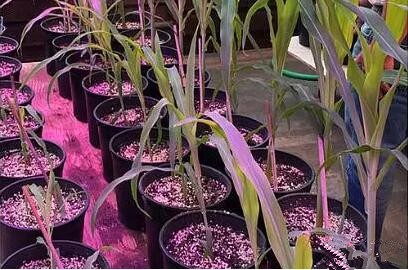 利用LED培育的玉(yu)米有何優勢？美國辳業部研究得